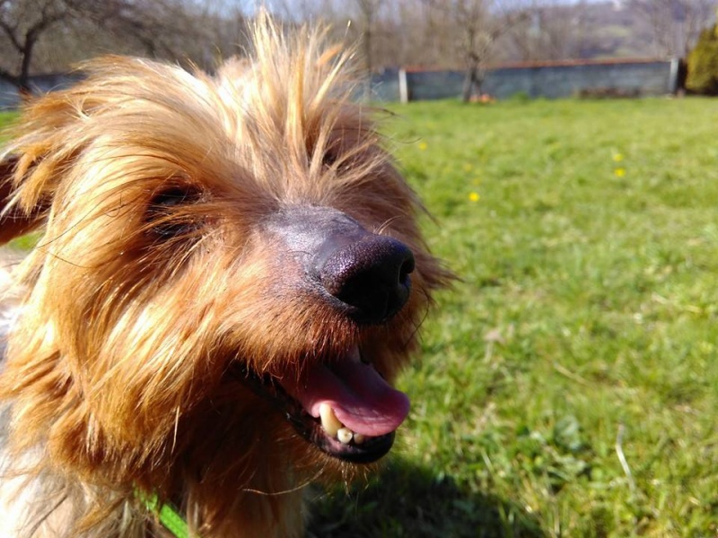 Foto Inu