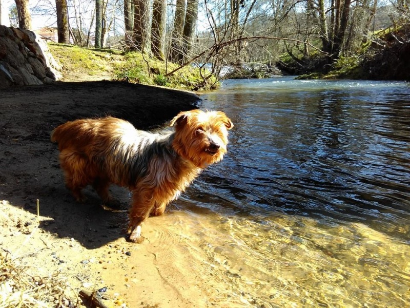 Foto Inu