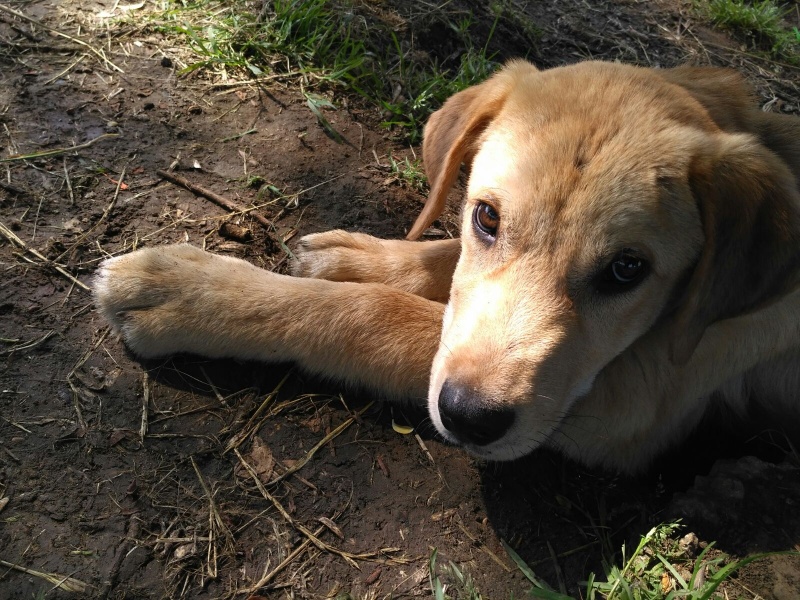 Foto Scout