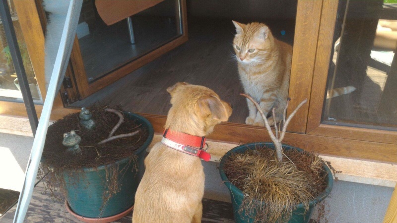 Foto Oneta