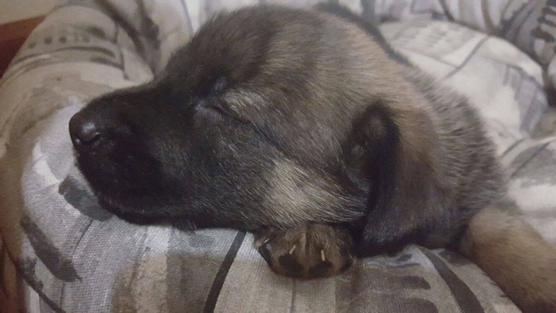 Foto Rasca y Pica