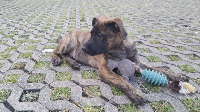 Foto Pancho