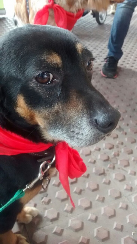 Foto Manolete