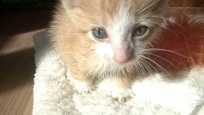 Foto Flapi