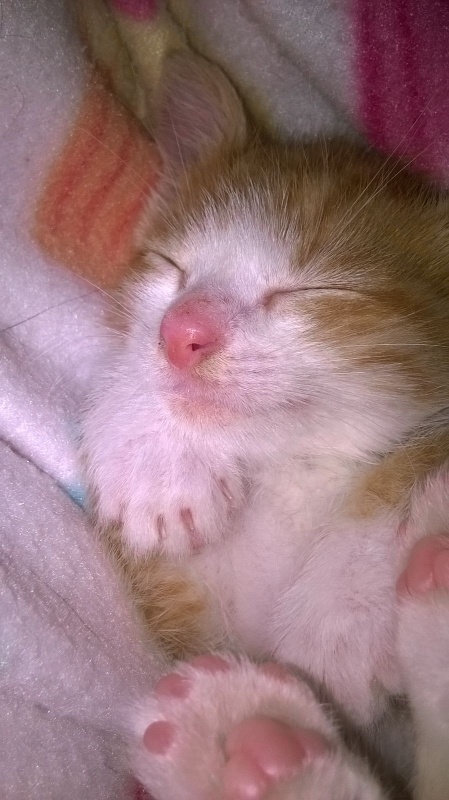 Foto Flapi