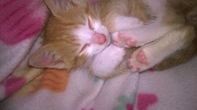 Foto Flapi