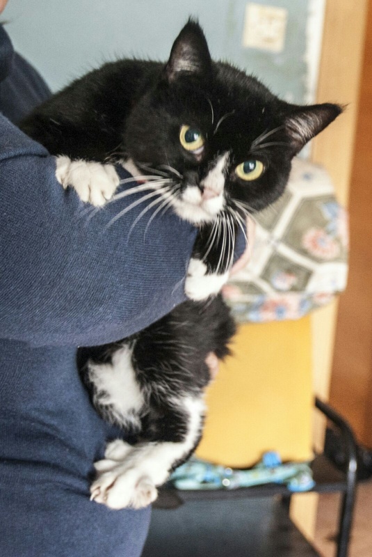 Foto Perla