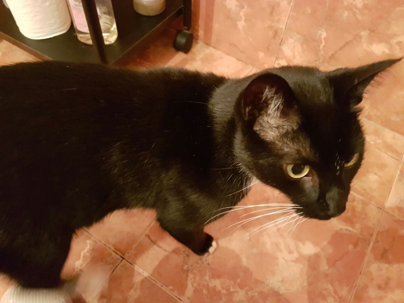 Foto Elvis