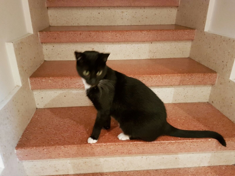 Foto Elvis