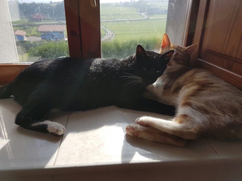 Foto Elvis