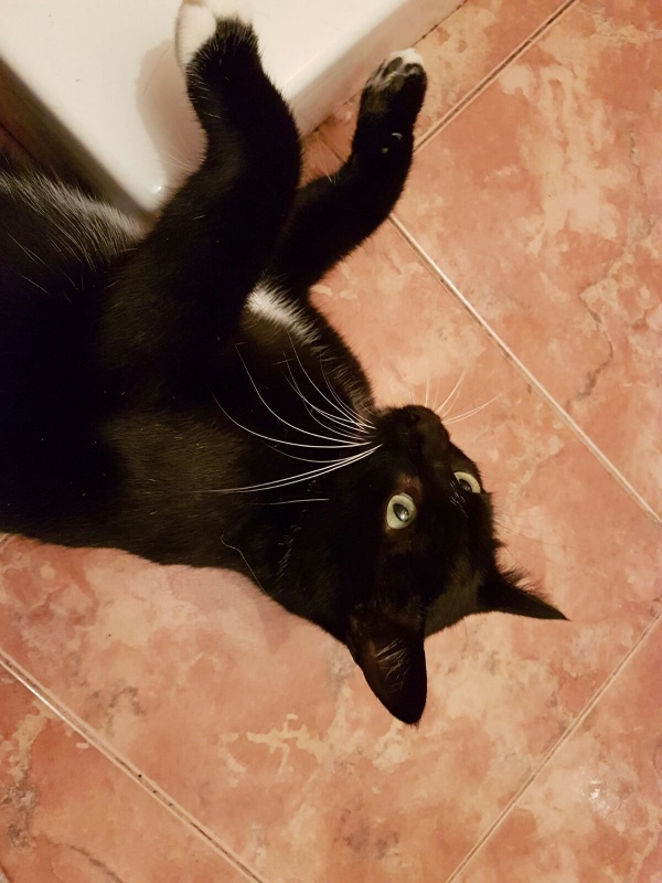 Foto Elvis