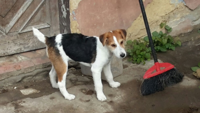 Foto Pancho