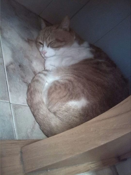 Foto Piolín