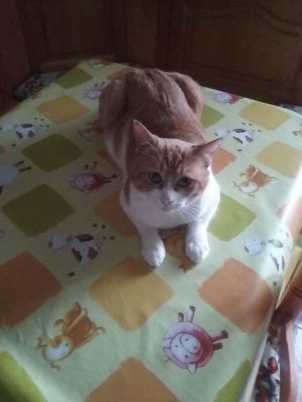 Foto Piolín