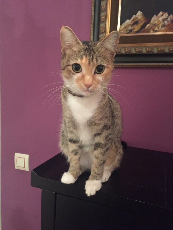 Foto Nimu