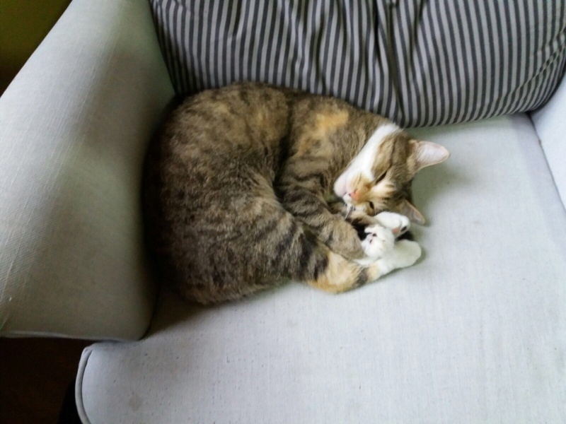 Foto Nimu