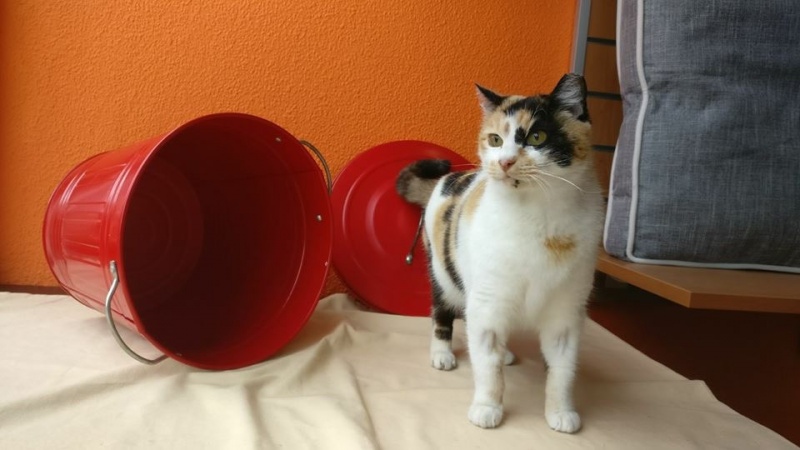 Foto Charo