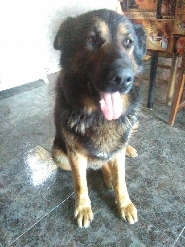 Foto Oso
