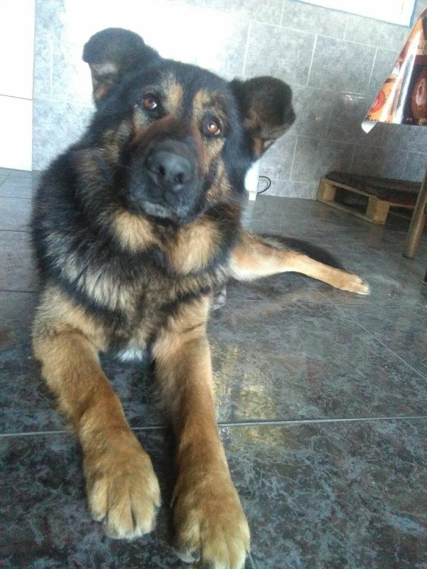 Foto Oso