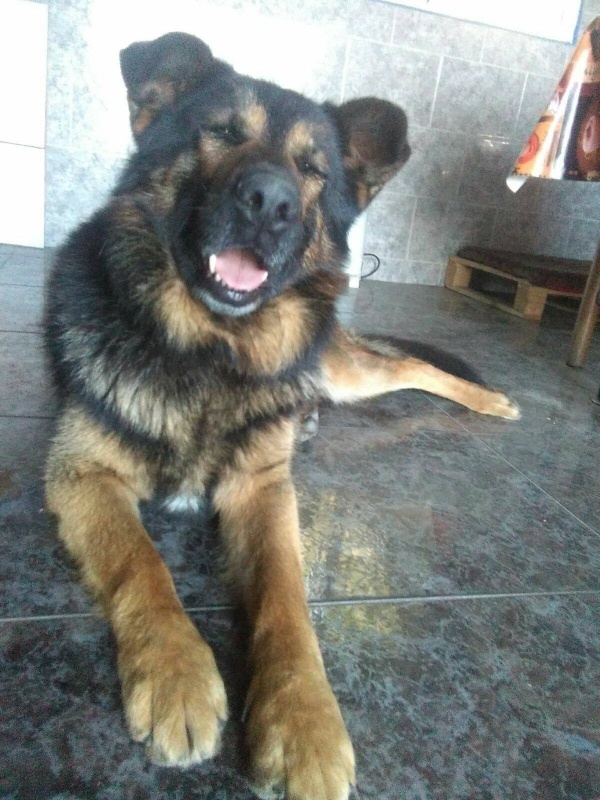 Foto Oso