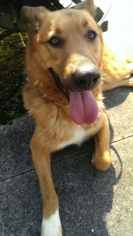 Foto Homer