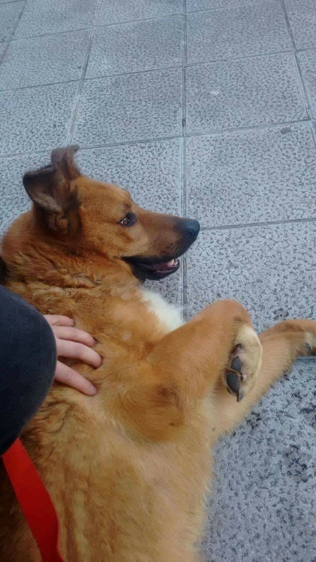 Foto Homer