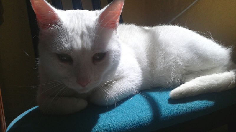 Foto Mercury