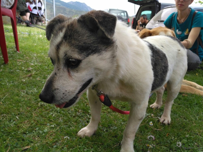 Foto Pitín