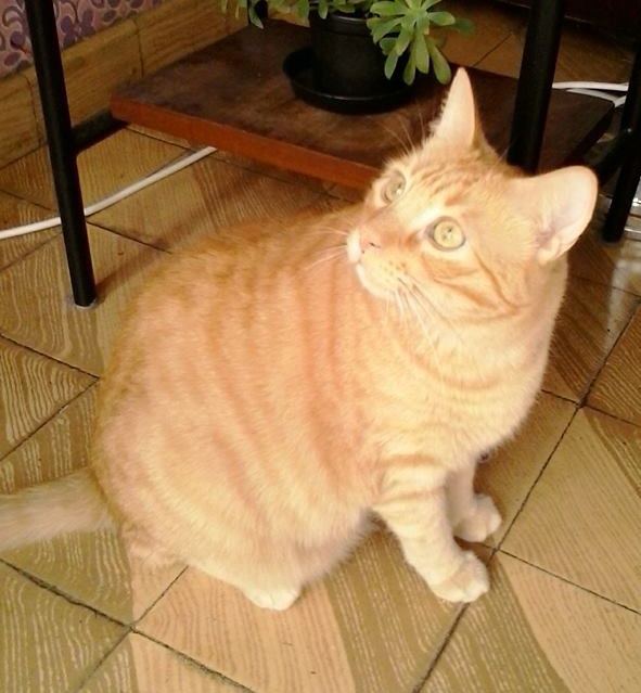 Foto Pepito
