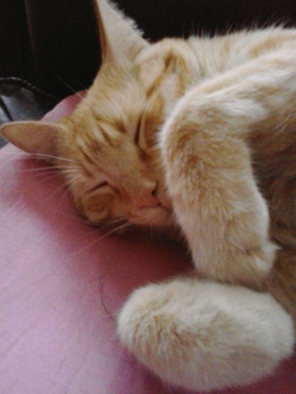 Foto Pepito