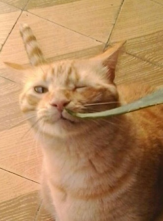 Foto Pepito