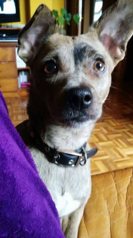 Foto Perla