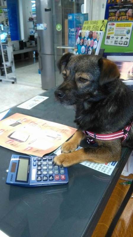 Foto Dingo
