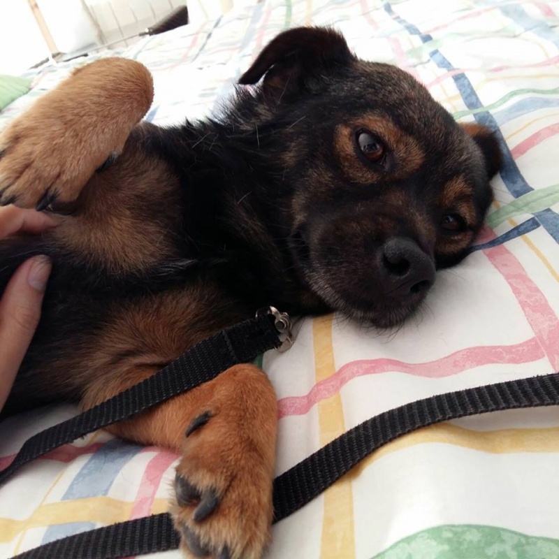 Foto Dingo