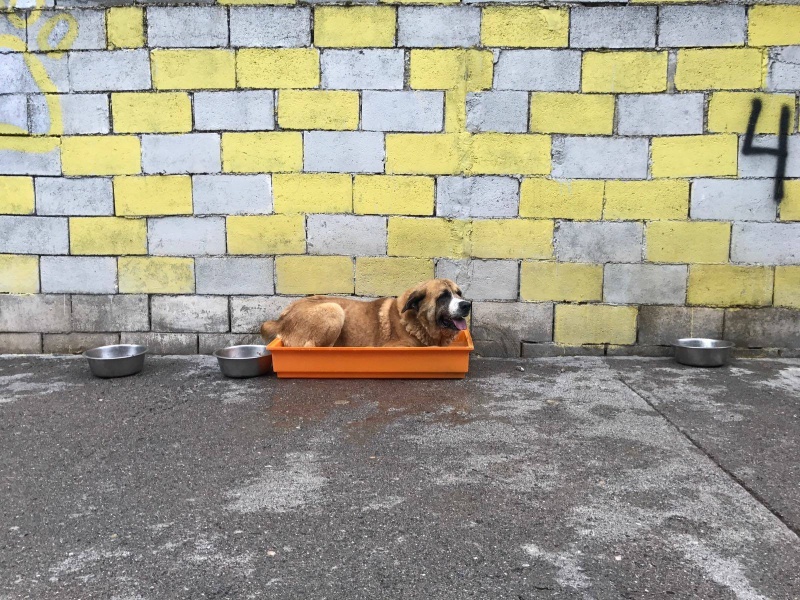 Foto Tintín