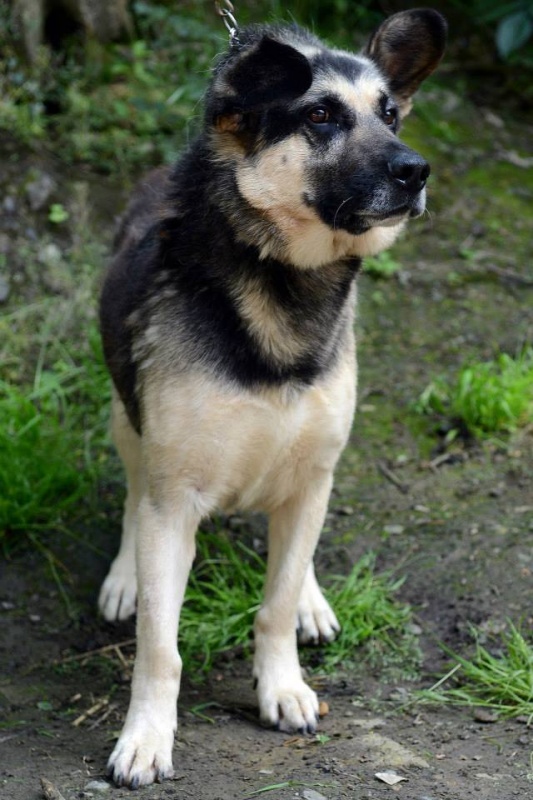 Foto Lobo