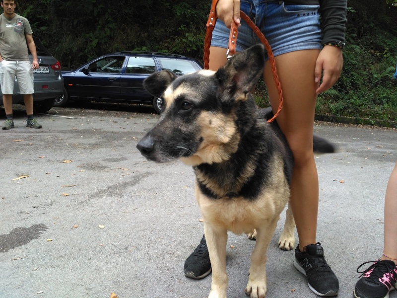 Foto Lobo