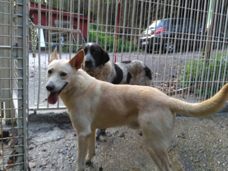 Foto Tango