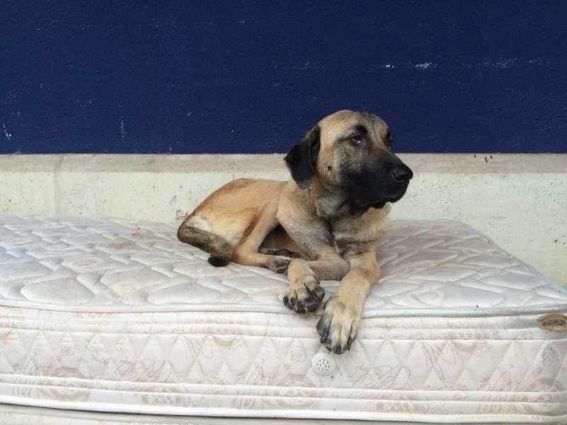 Foto Cenera