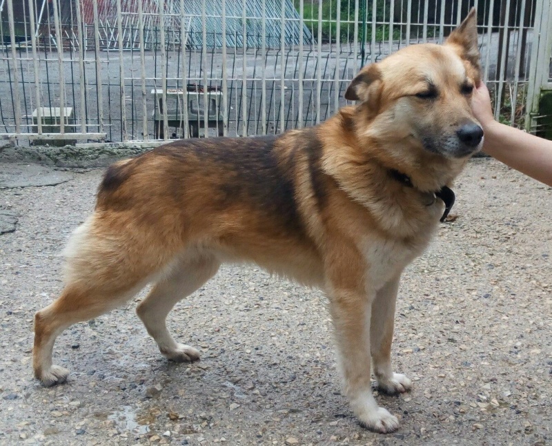 Foto  Gordon