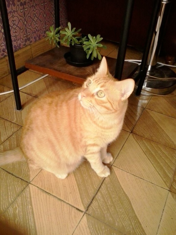 Foto Pepito