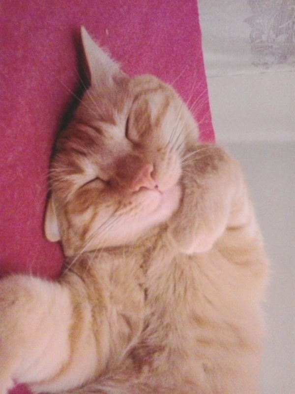 Foto Pepito