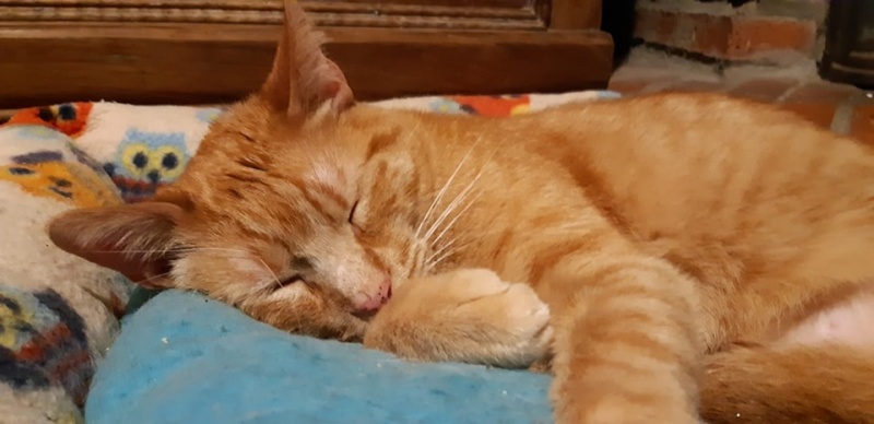 Foto Canelo