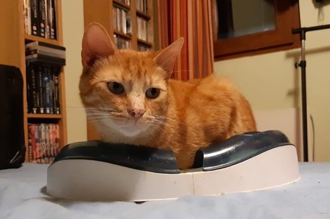 Foto Canelo