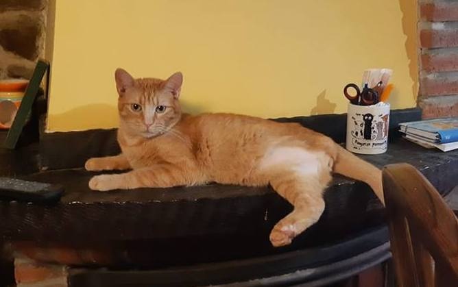Foto Canelo