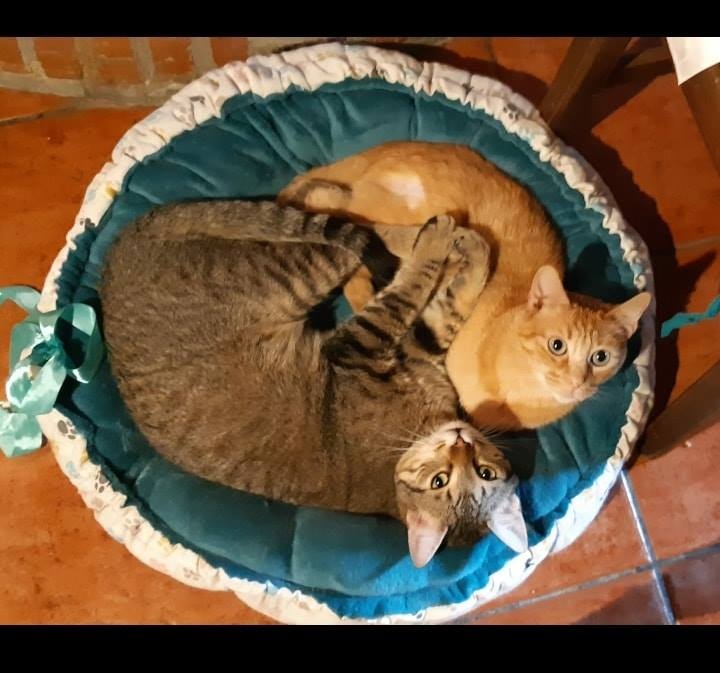 Foto Canelo