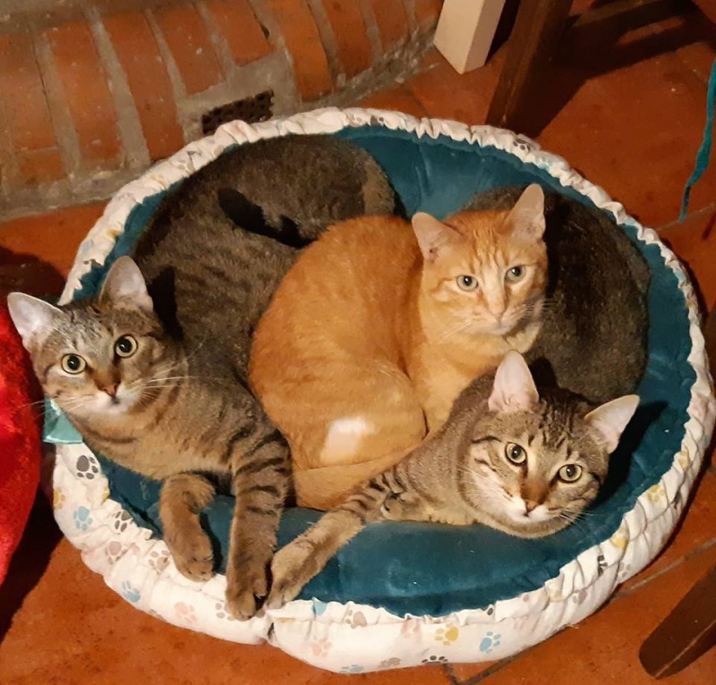 Foto Canelo