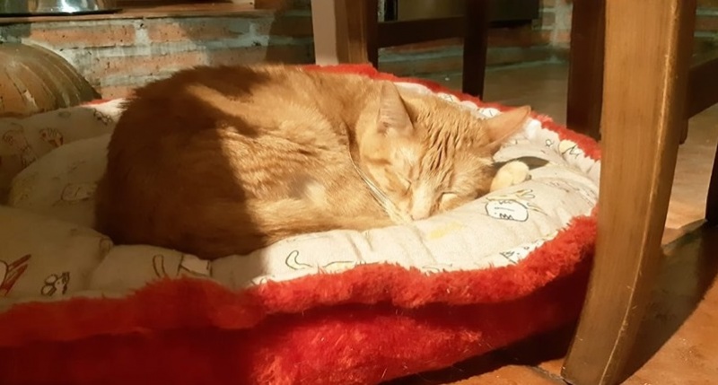 Foto Canelo