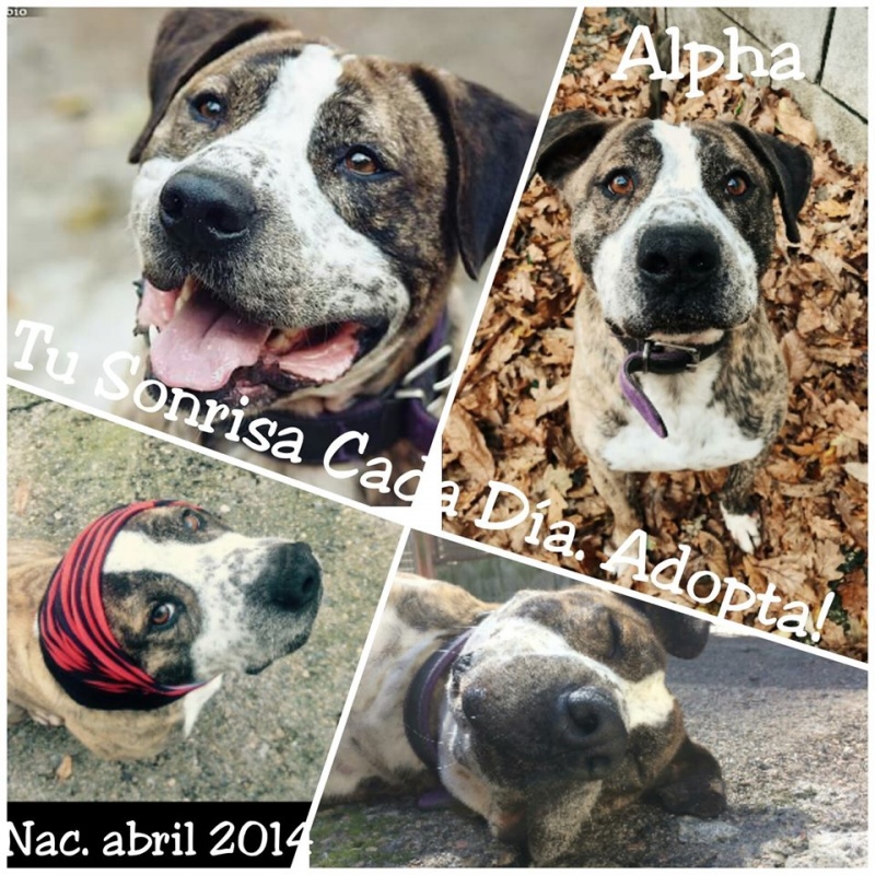 Foto  Alpha