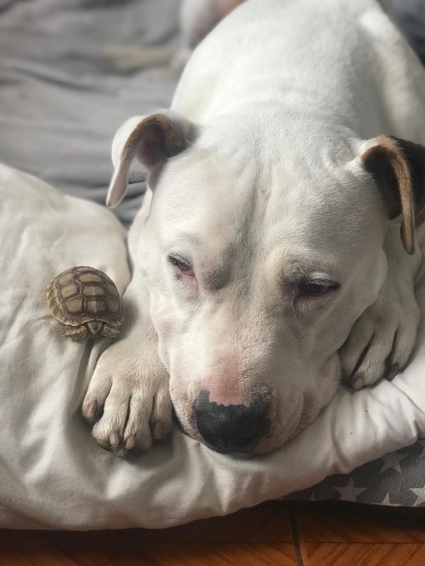 Foto Quesito